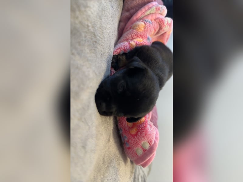Chihuahua bolonka mix Welpen