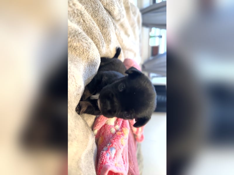 Chihuahua bolonka mix Welpen
