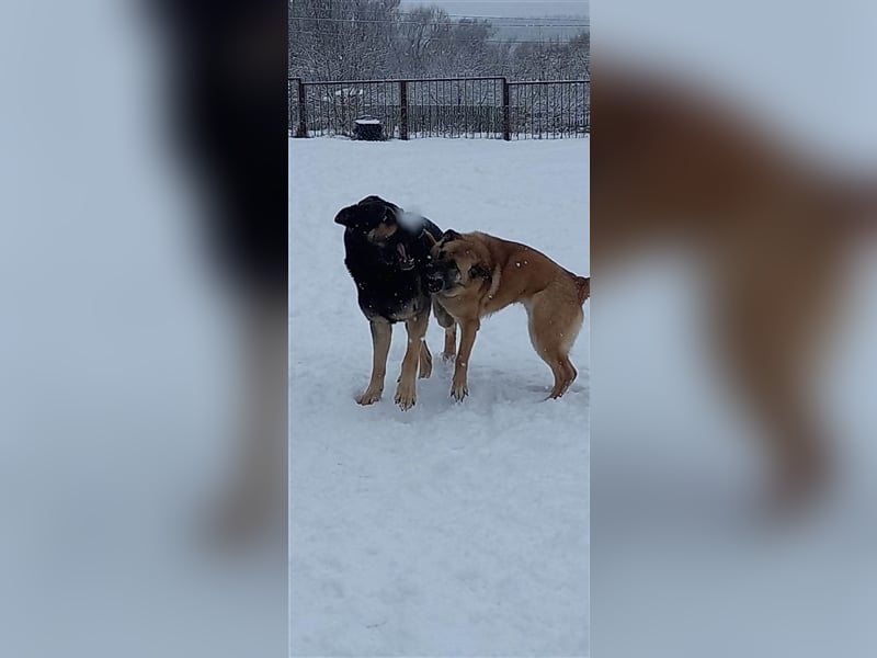 LUNA- sucht aktive, ambitionierte Besitzer