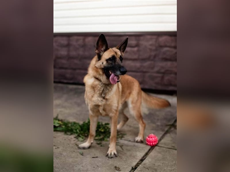 LUNA- sucht aktive, ambitionierte Besitzer