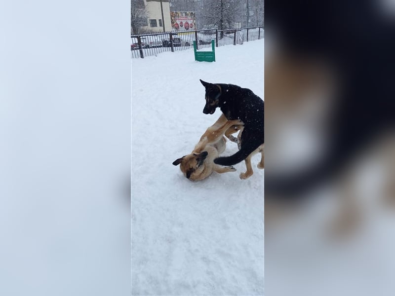 LUNA- sucht aktive, ambitionierte Besitzer