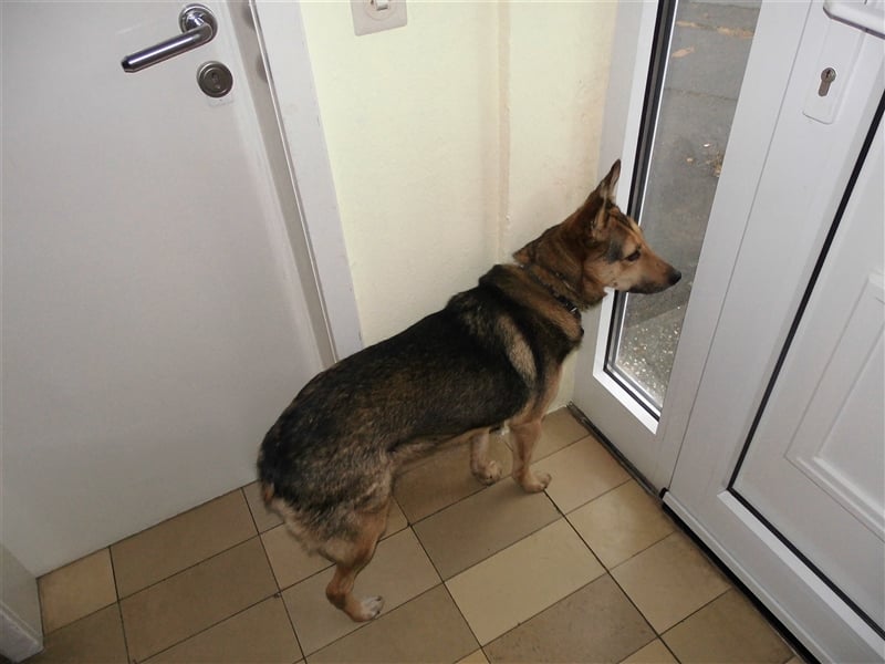 JELVA -Schäferhundmischlingsdame sucht ein neues Zuhaúse
