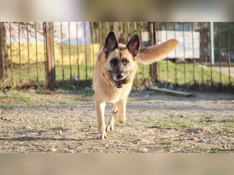 LUNA- sucht aktive, ambitionierte Besitzer