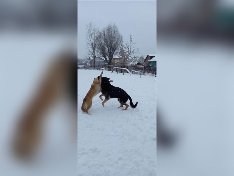 LUNA- sucht aktive, ambitionierte Besitzer
