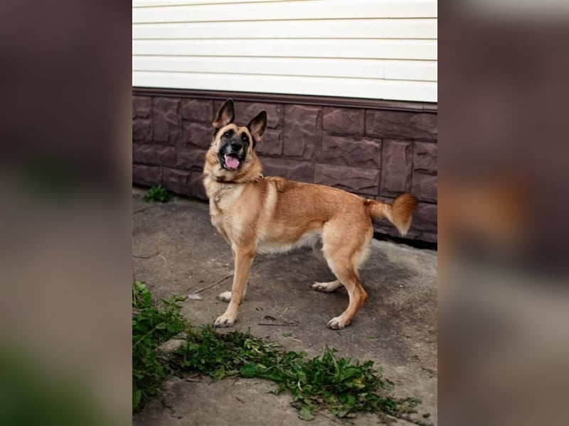 LUNA- sucht aktive, ambitionierte Besitzer