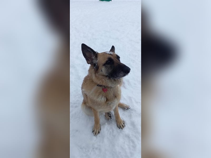 LUNA- sucht aktive, ambitionierte Besitzer