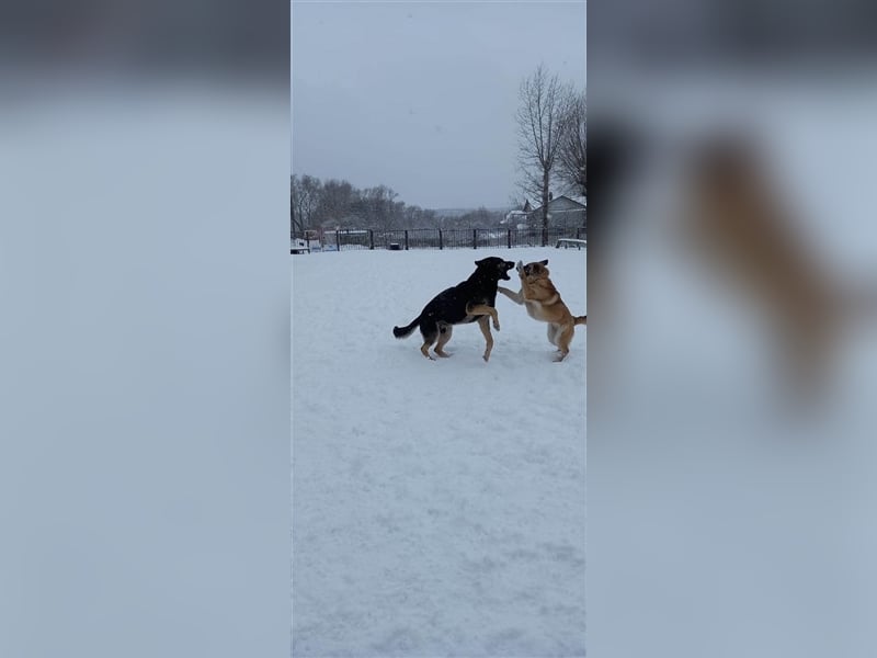LUNA- sucht aktive, ambitionierte Besitzer