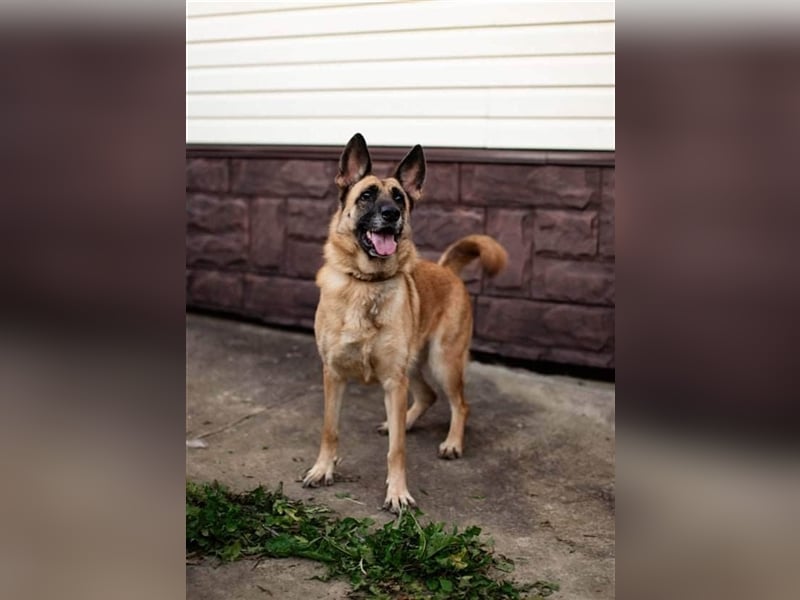 LUNA- sucht aktive, ambitionierte Besitzer