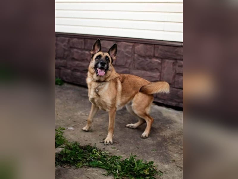 LUNA- sucht aktive, ambitionierte Besitzer