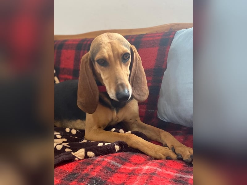 Couch gesucht für CONNIE
