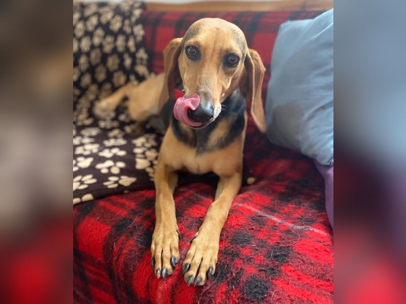 Couch gesucht für CONNIE