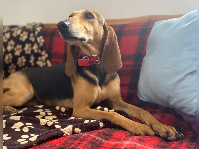 Couch gesucht für CONNIE