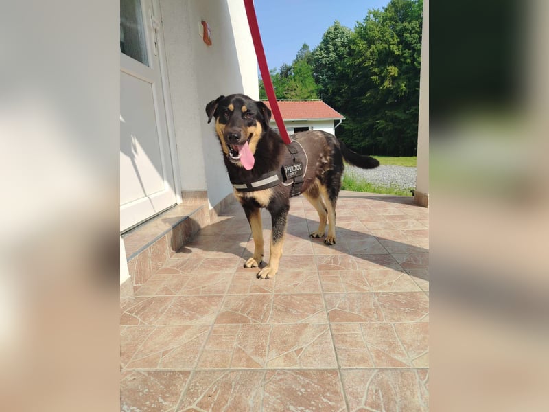 zauberhafte Dora sucht ihre Menschen