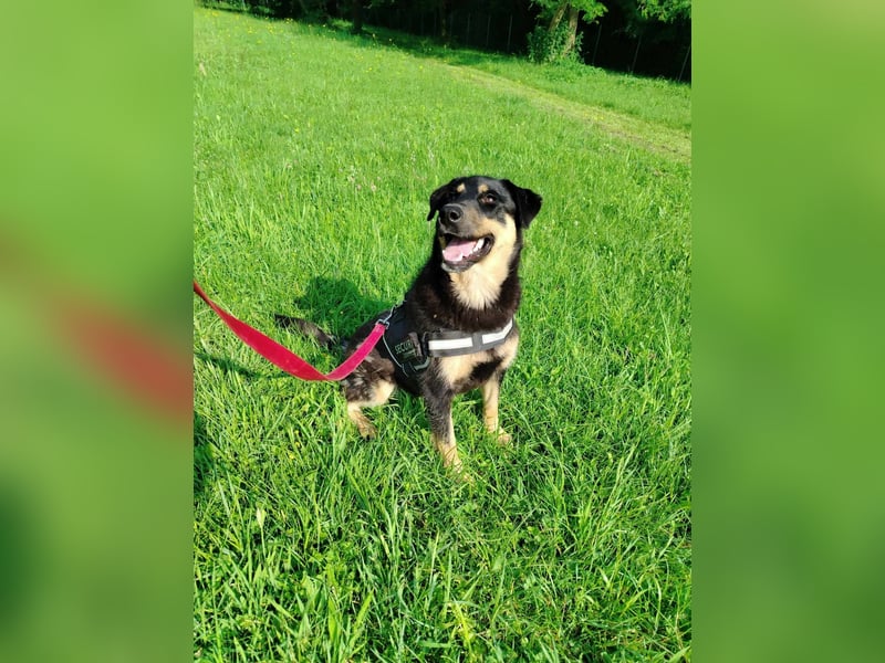 zauberhafte Dora sucht ihre Menschen