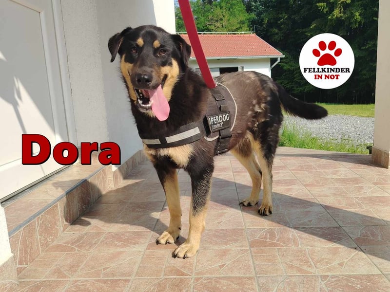 zauberhafte Dora sucht ihre Menschen