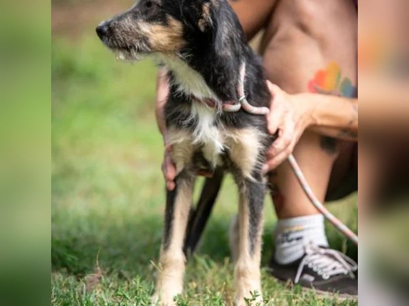 Piper