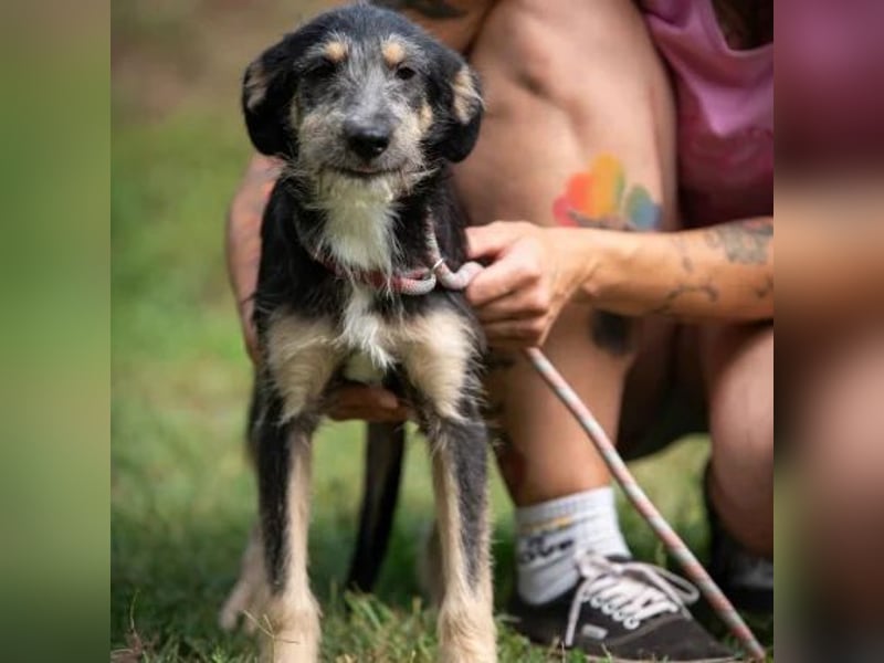 Piper
