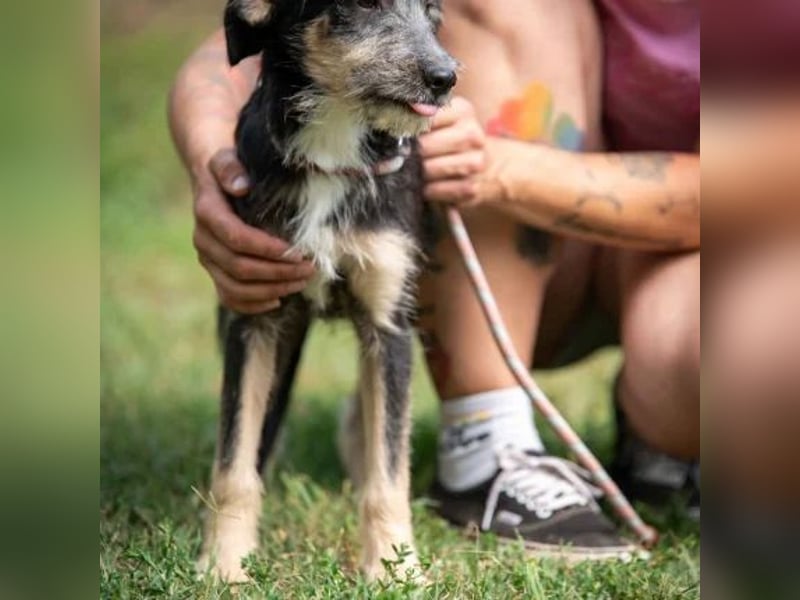 Piper