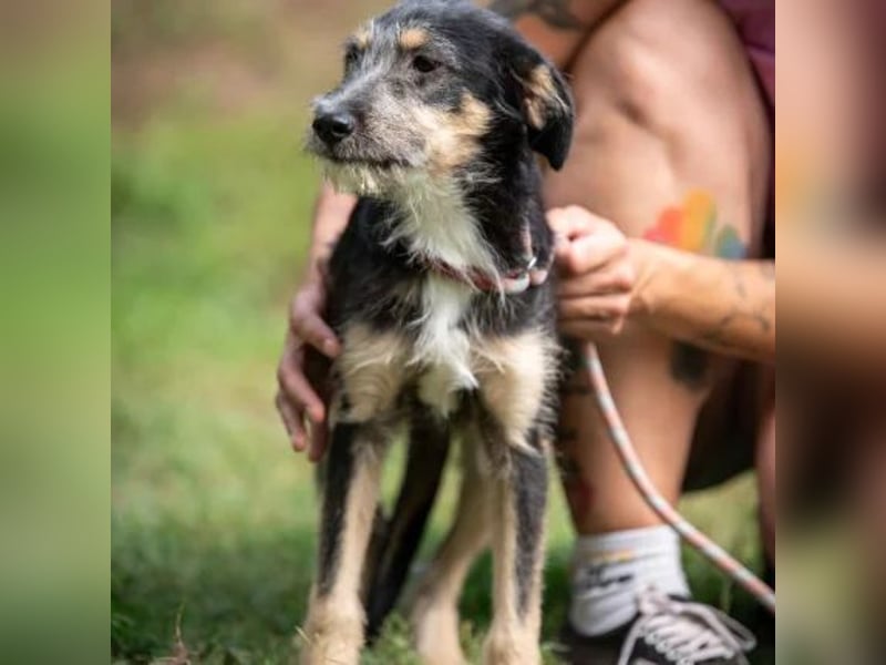 Piper