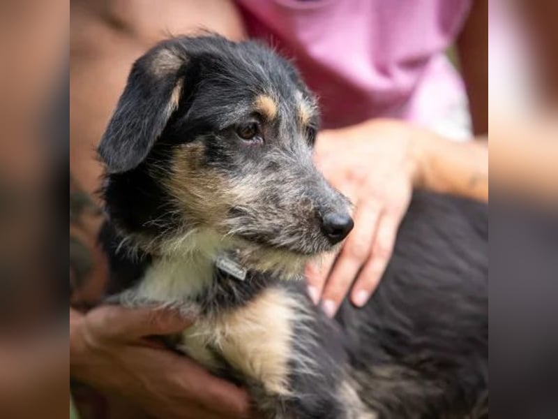 Piper
