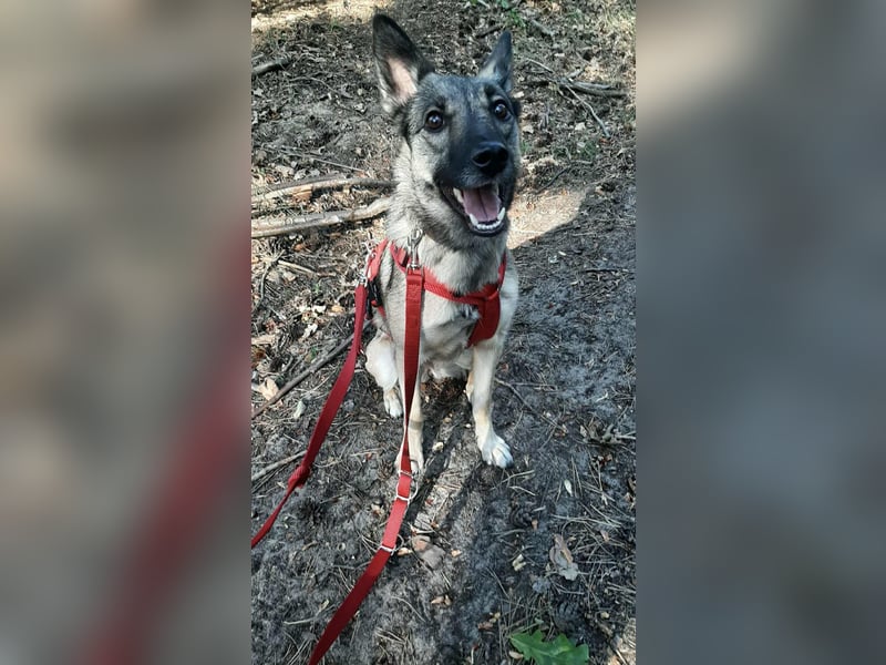 Ruhiges Zuhause für Nyura gesucht