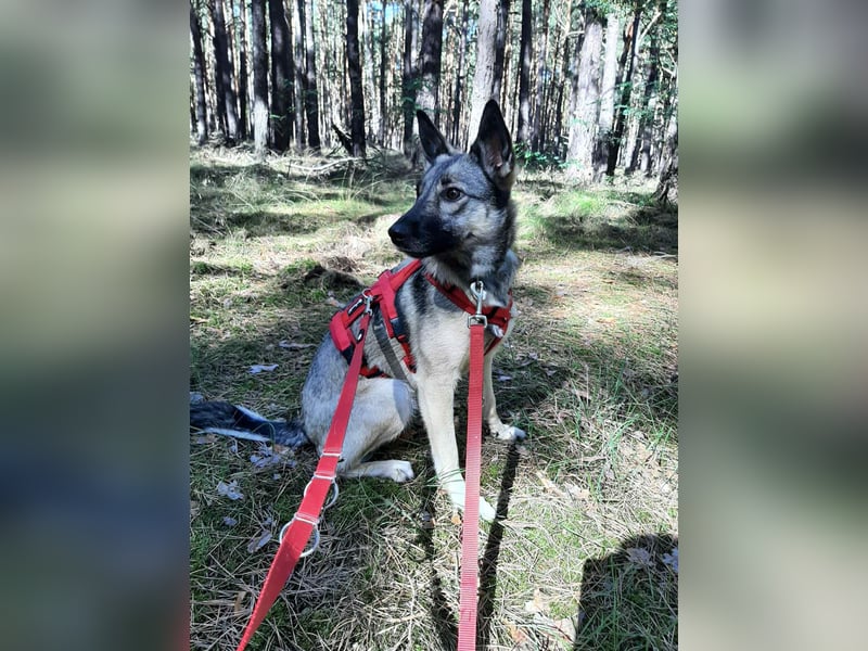 Ruhiges Zuhause für Nyura gesucht
