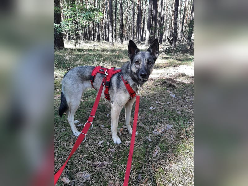 Ruhiges Zuhause für Nyura gesucht