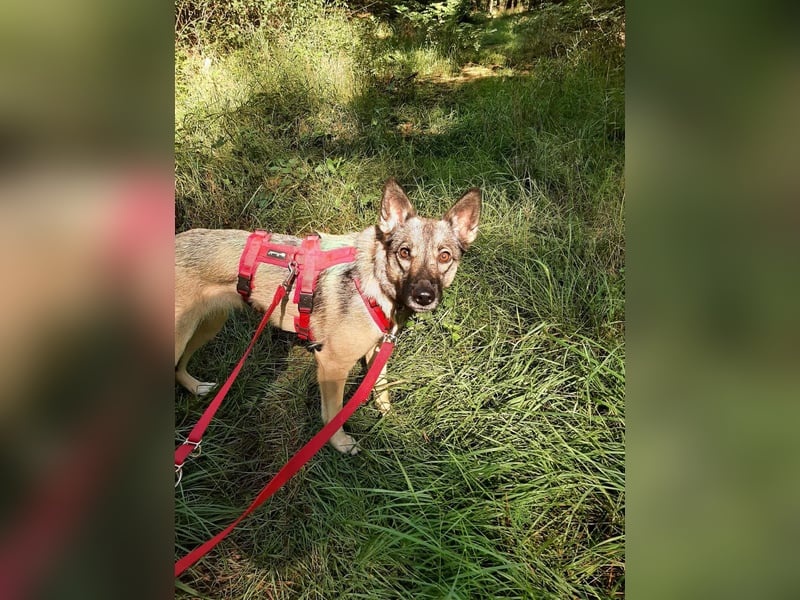 Ruhiges Zuhause für Nyura gesucht