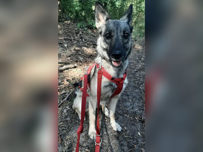 Ruhiges Zuhause für Nyura gesucht