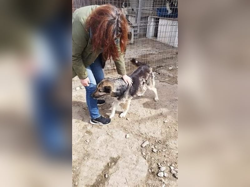Greta - liebe Maus aus der Tötung gerettet