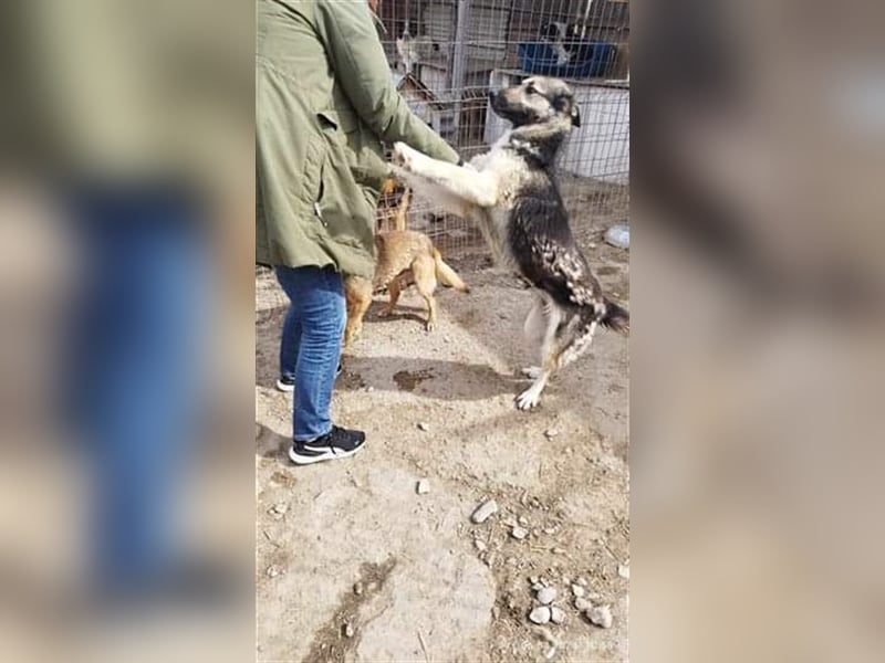 Greta - liebe Maus aus der Tötung gerettet