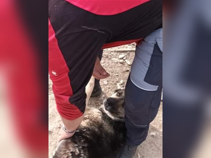 Greta - liebe Maus aus der Tötung gerettet