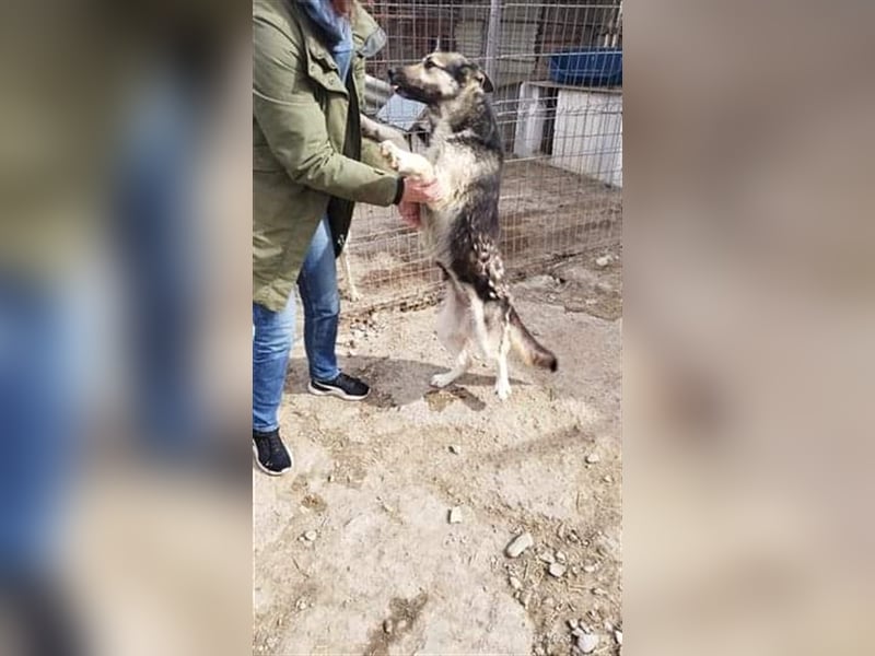 Greta - liebe Maus aus der Tötung gerettet