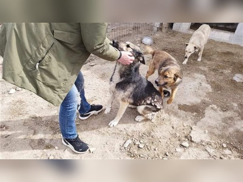 Greta - liebe Maus aus der Tötung gerettet