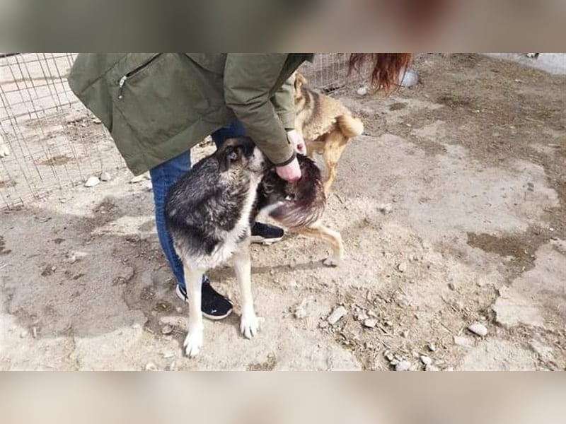 Greta - liebe Maus aus der Tötung gerettet