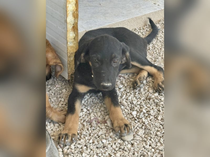 Zara, süße Welpin sucht Für -immer Zuhause