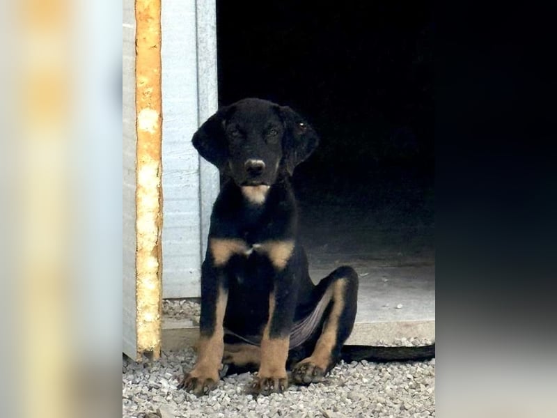 Zara, süße Welpin sucht Für -immer Zuhause