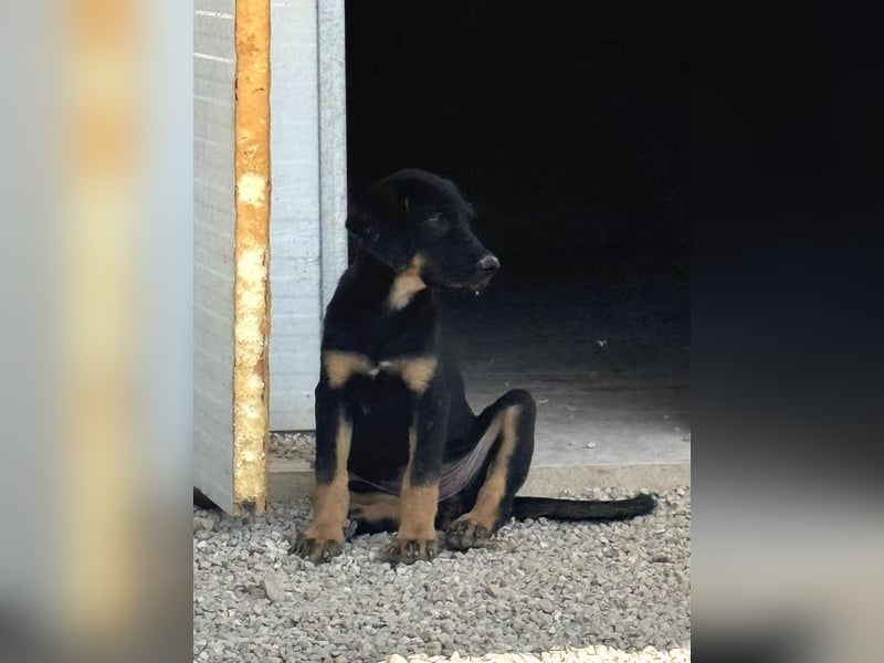 Zara, süße Welpin sucht Für -immer Zuhause