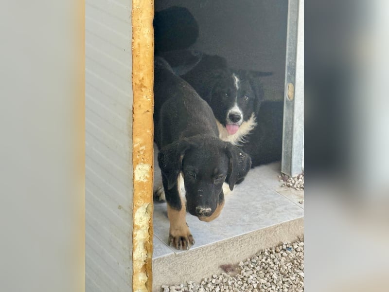 Zara, süße Welpin sucht Für -immer Zuhause