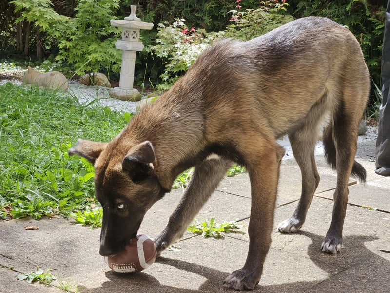 Husky/Schäferhund Mix - Nezuko