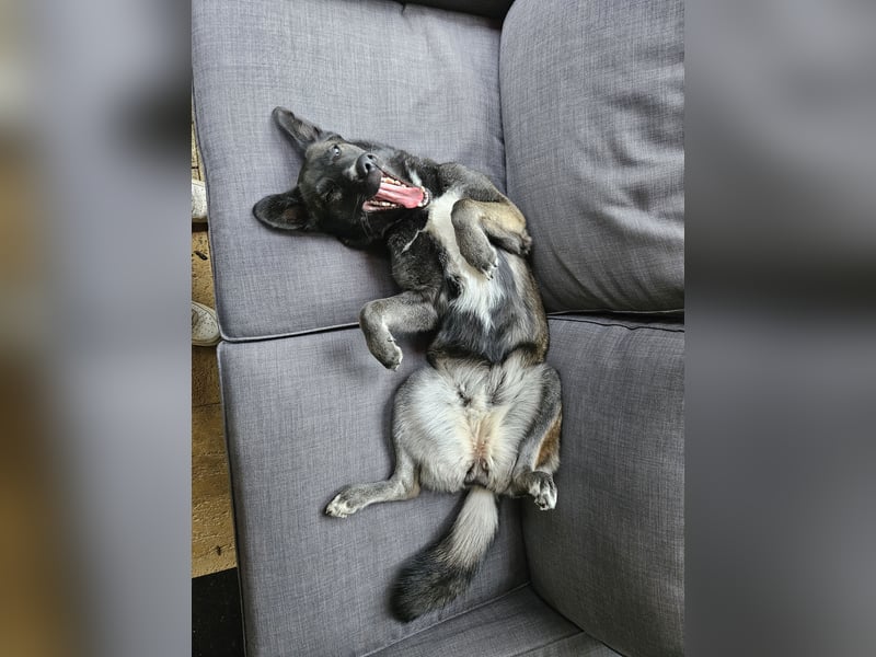 Husky/Schäferhund Mix - Nezuko