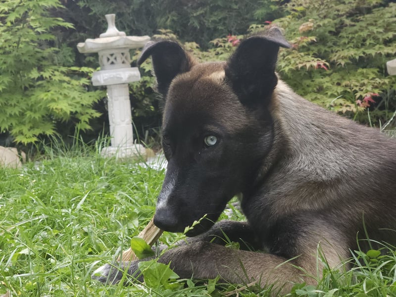 Husky/Schäferhund Mix - Nezuko