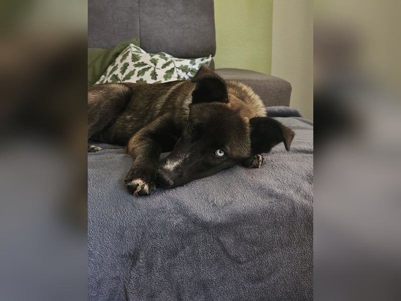 Husky/Schäferhund Mix - Nezuko