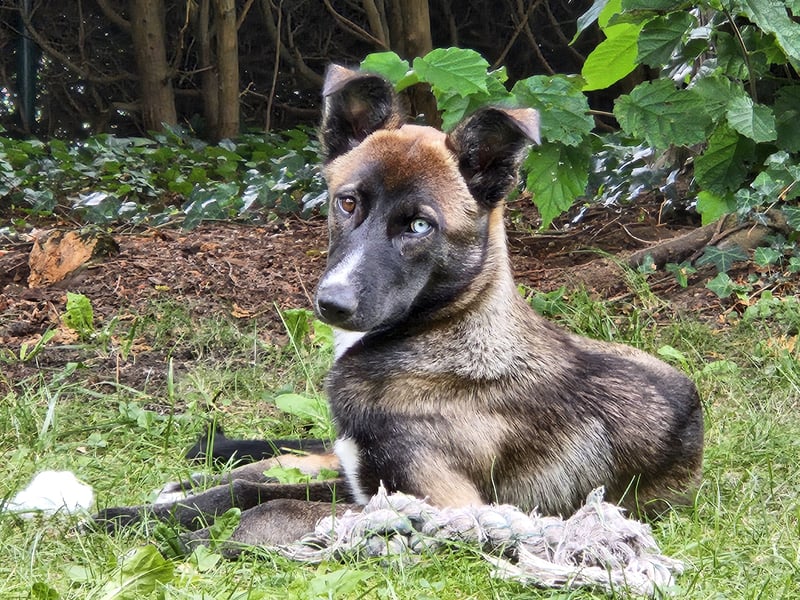 Husky/Schäferhund Mix - Nezuko