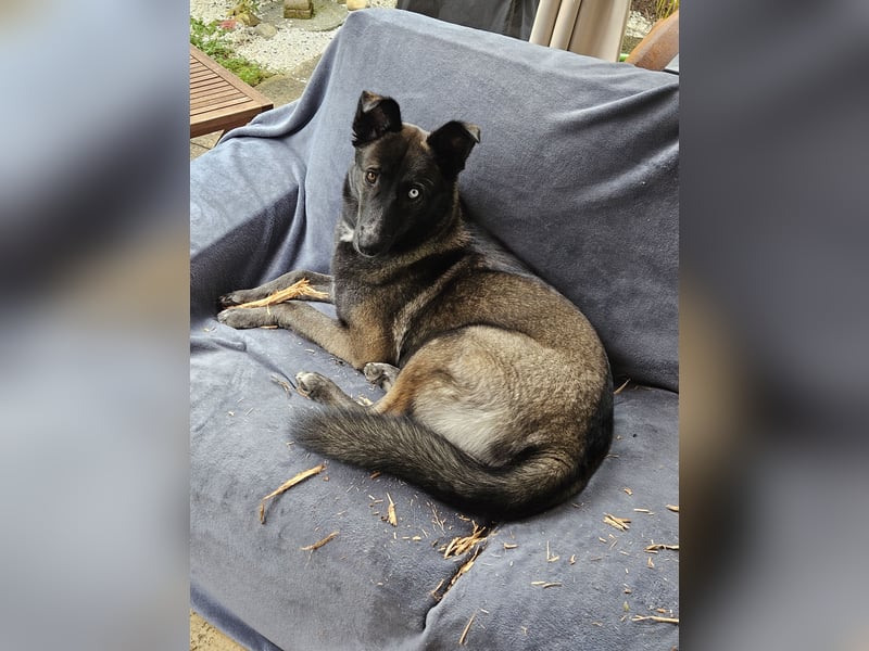 Husky/Schäferhund Mix - Nezuko