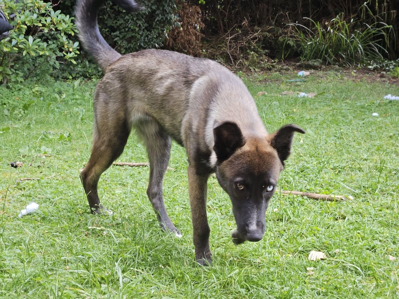 Husky/Schäferhund Mix - Nezuko