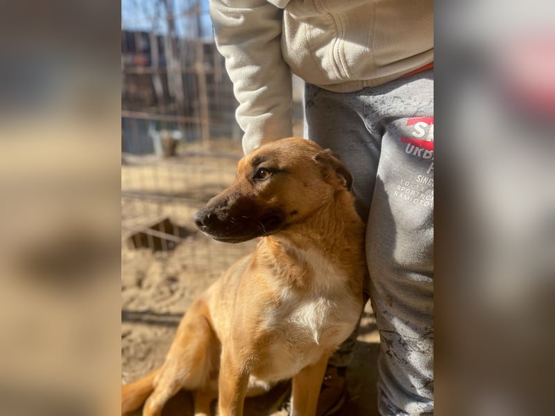 Dolly-LM, sanfte Seele sucht ihre Familie.
