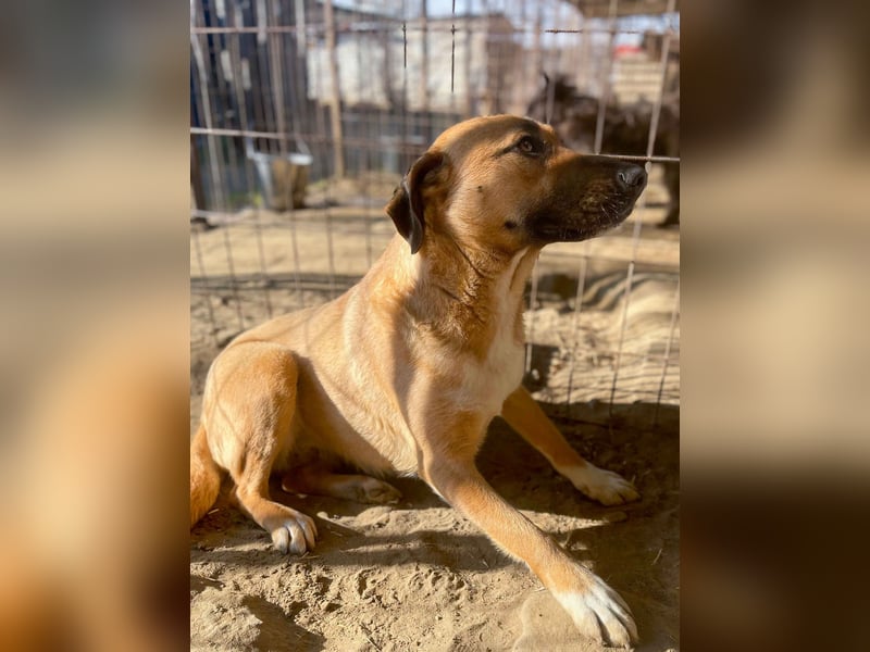 Dolly-LM, sanfte Seele sucht ihre Familie.