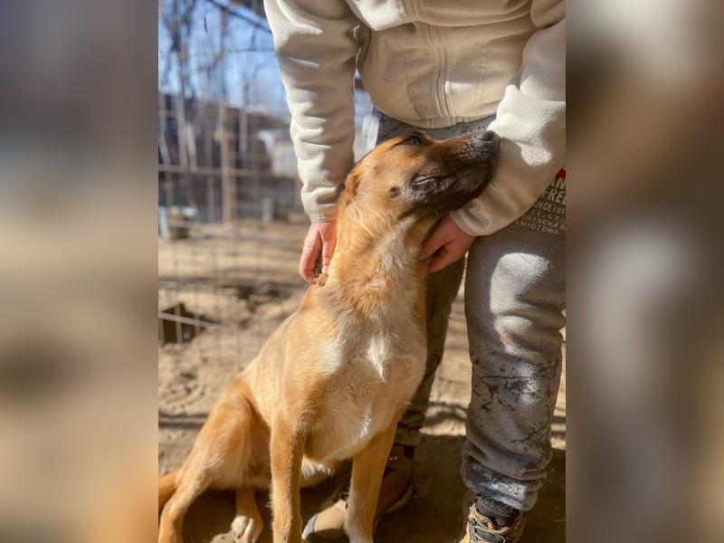 Dolly-LM, sanfte Seele sucht ihre Familie.
