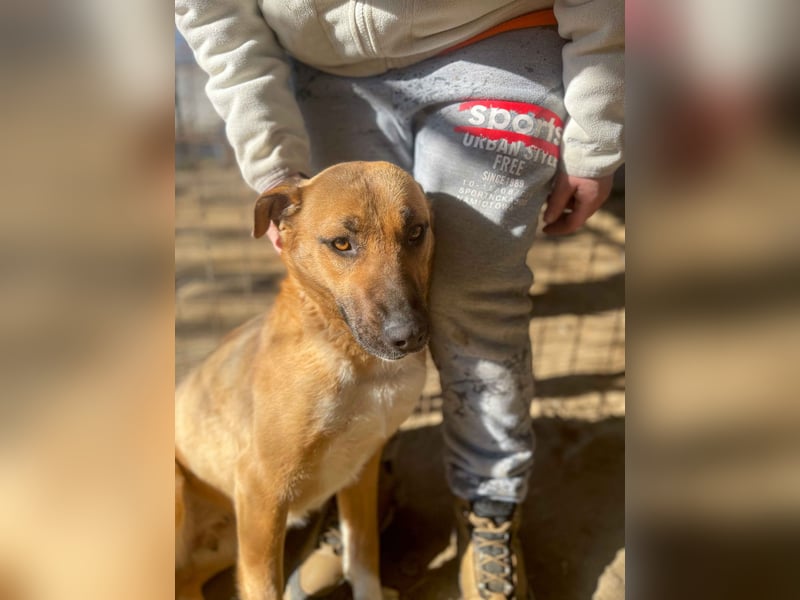Dolly-LM, sanfte Seele sucht ihre Familie.